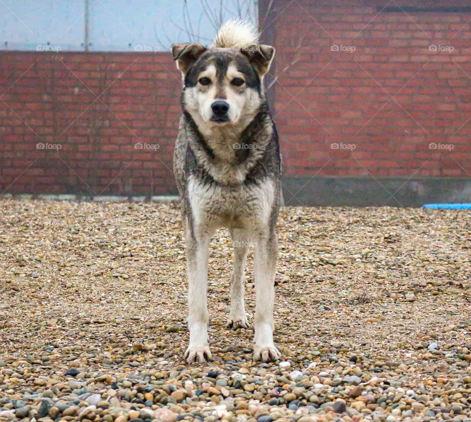 Dog