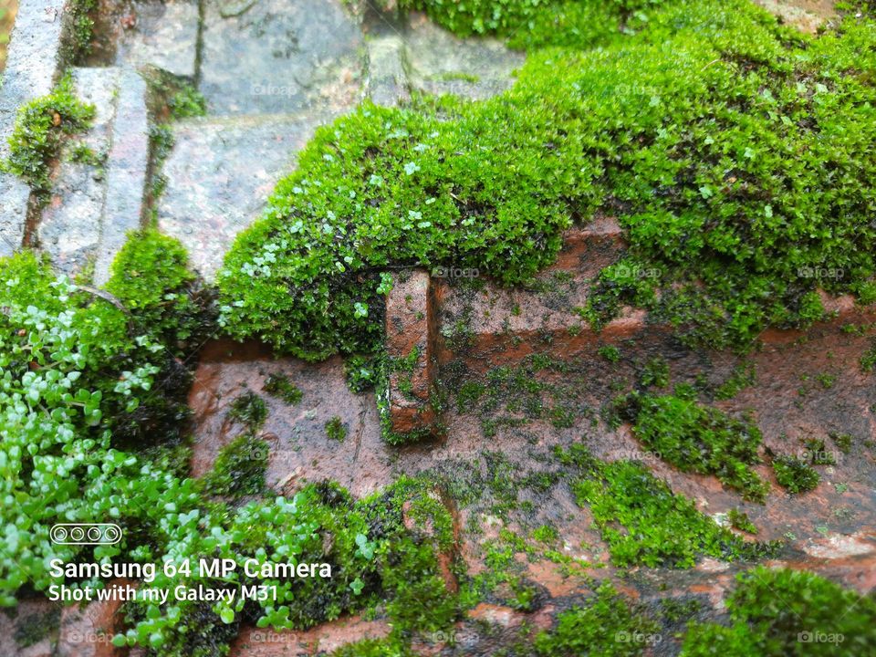 poganatum plants in aquatic  environment
