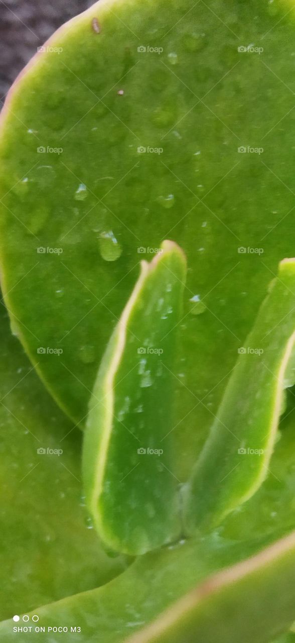 Beautiful green leaves