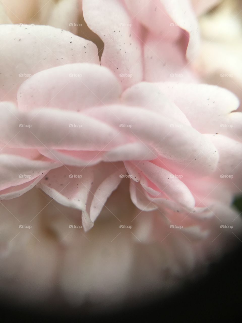 Closeup of tiny rose petals