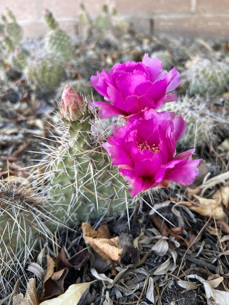 Cacti in bloom.  Bright fusha blooms