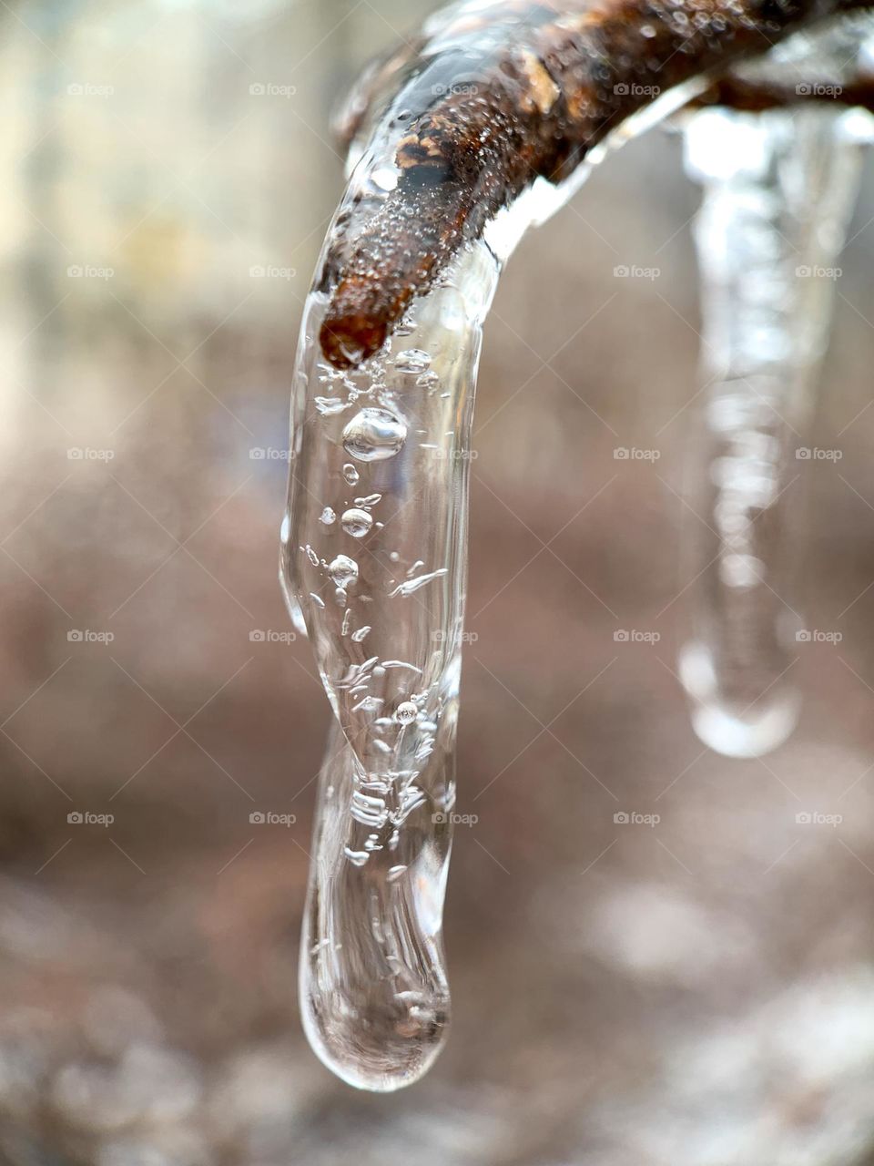 Twig covered with icicles 