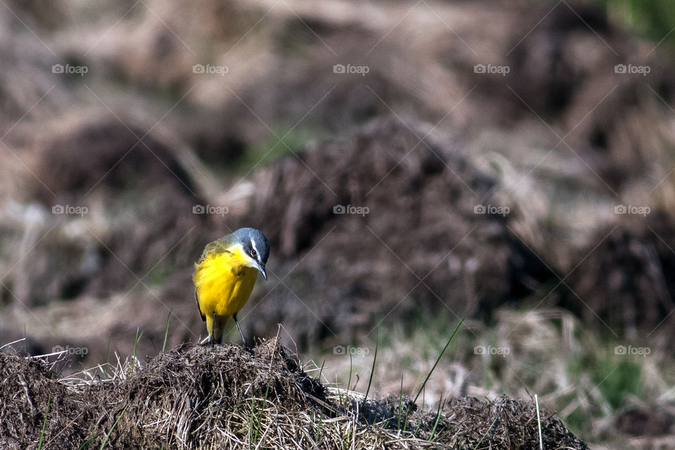 Yellow wagtail. Motacilla flava.