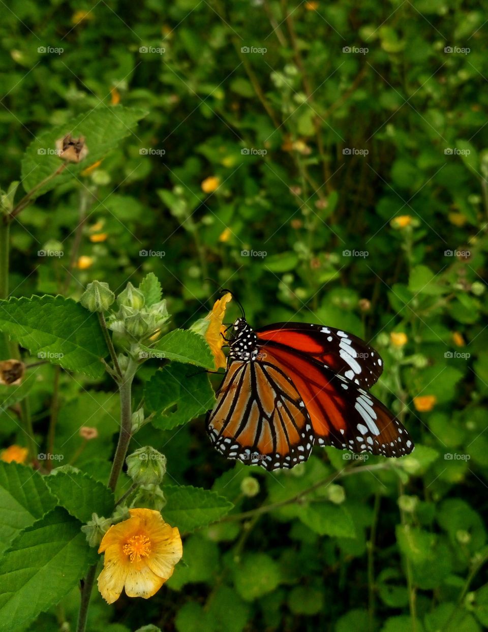 monarch butterfly