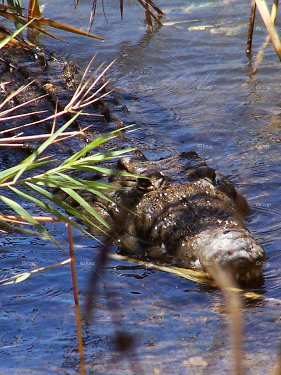 crocodile. Madagascar