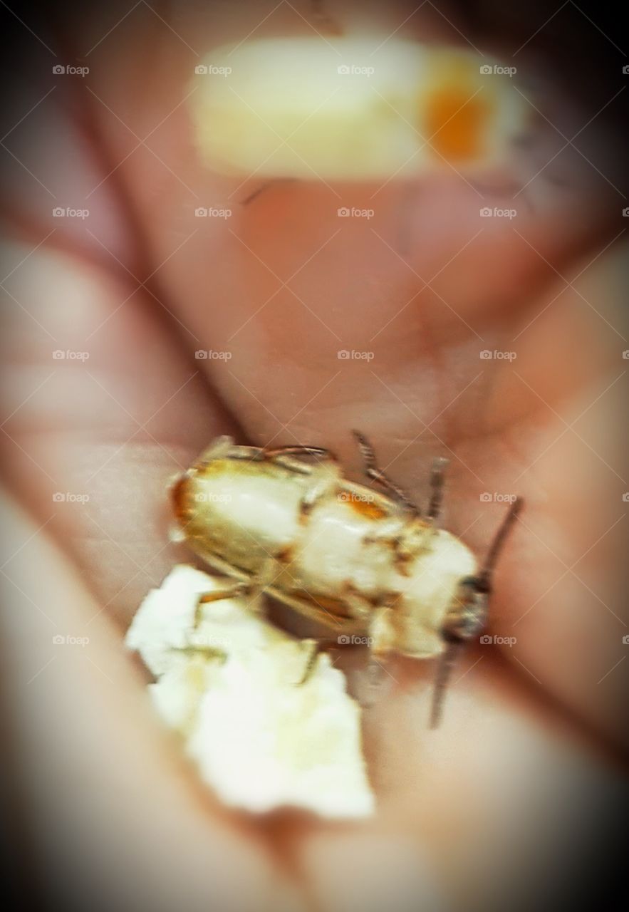 Freshly hatched beetle upside down