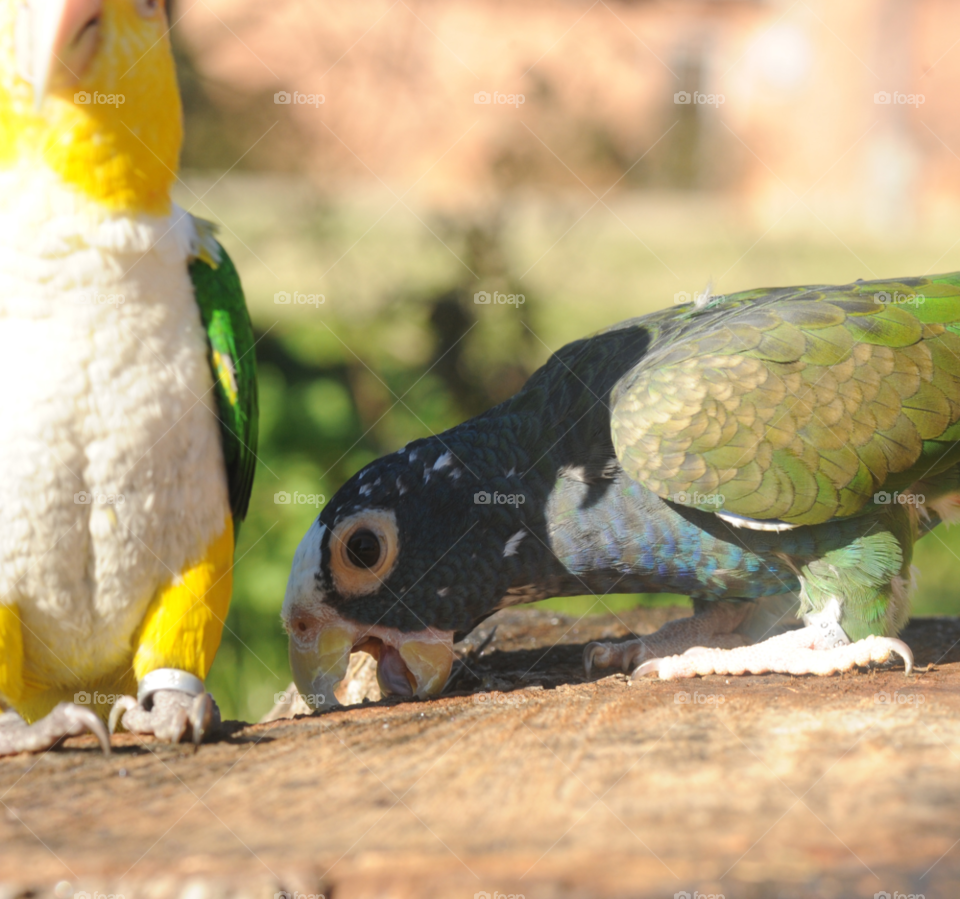 birds pets parrots caique by lightanddrawing
