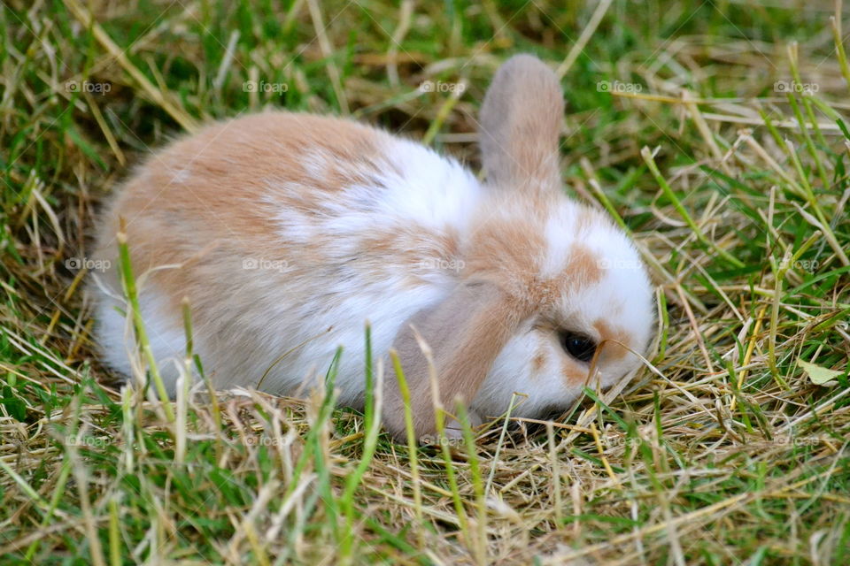 A rabbit eating grass