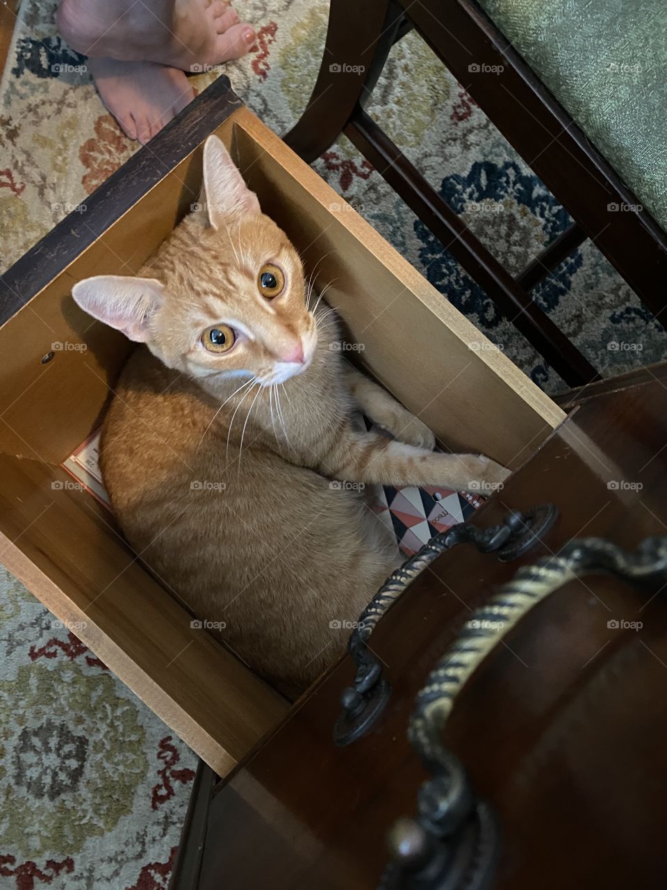 Work kitty loves you #cat #kitty #pet #workcat