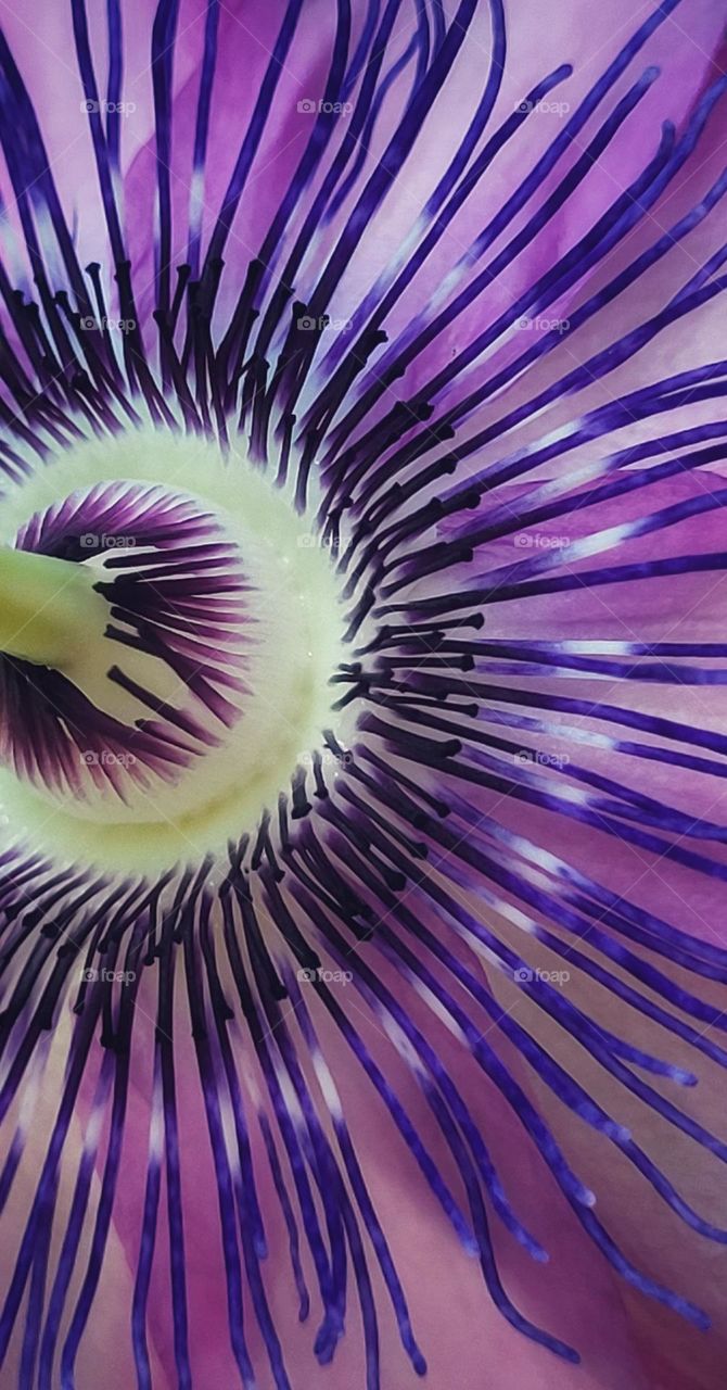 "The eyelashes of a passionflower