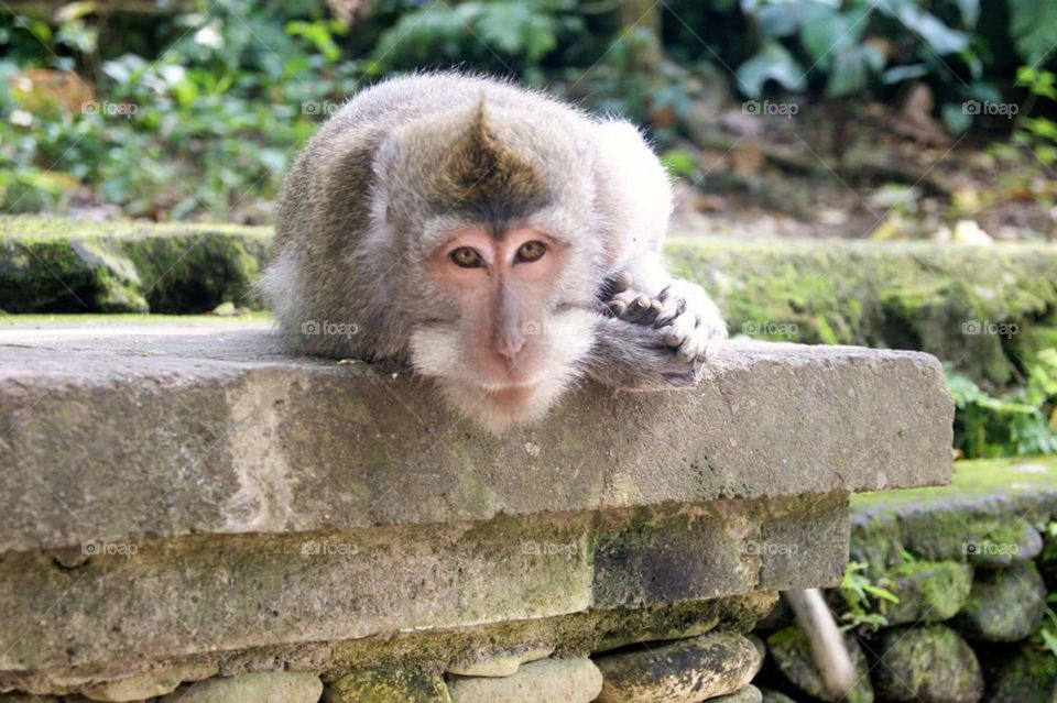 Monkey in Ubud monkey forest, Bali