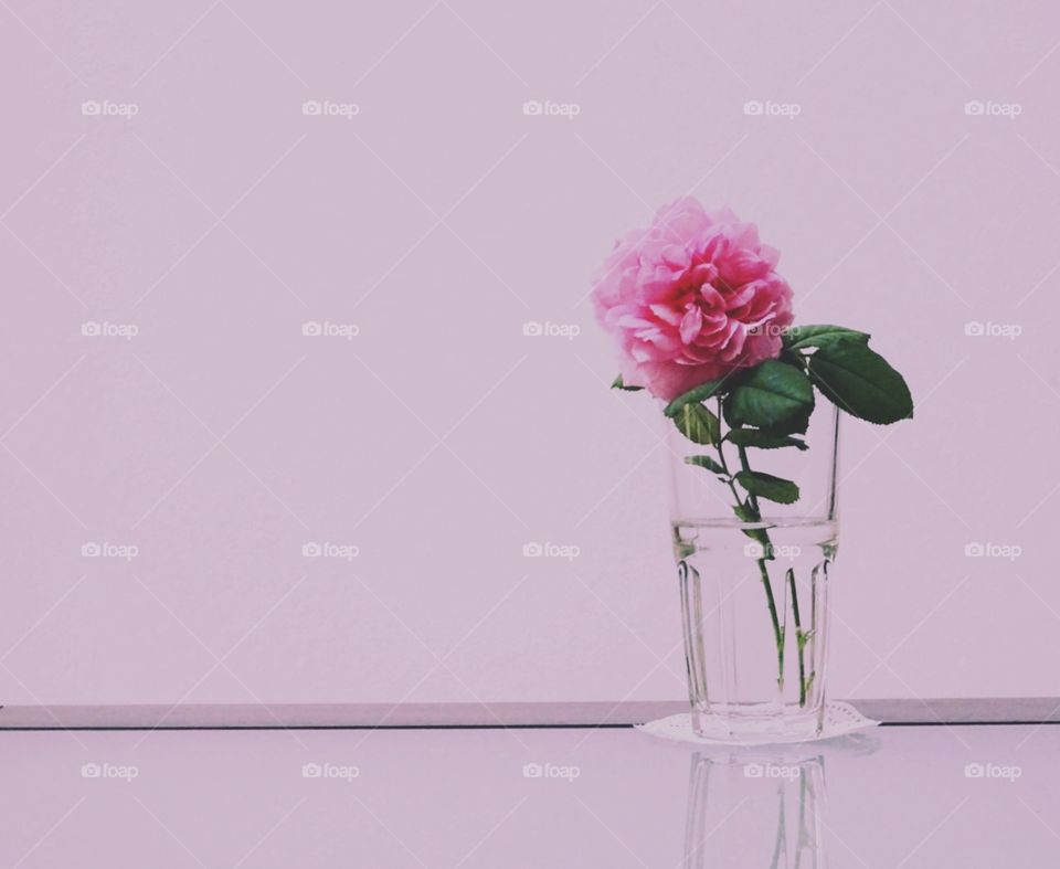 Pink rose pink wall