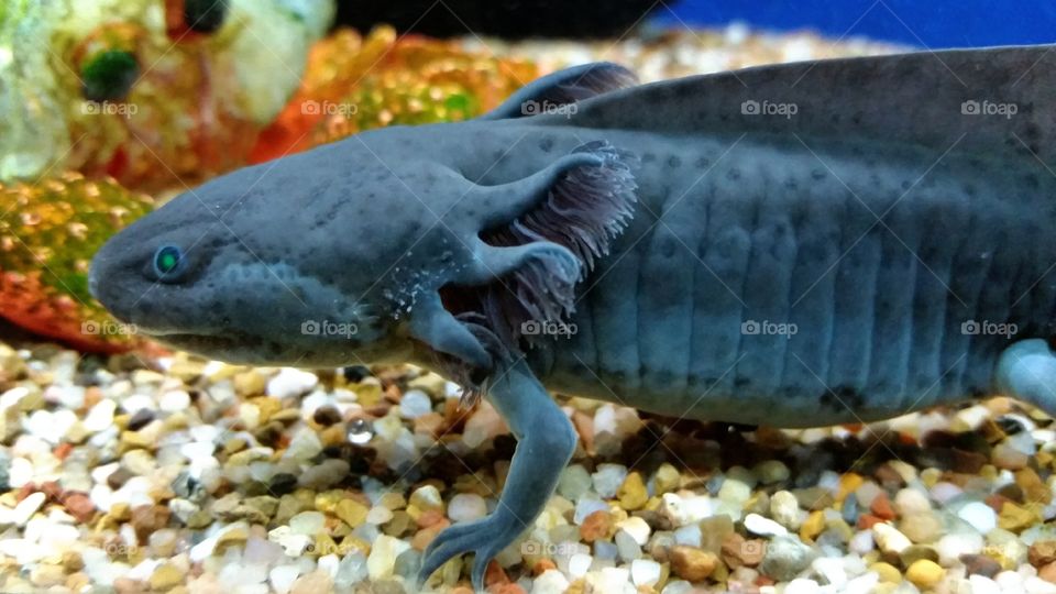 Axolotl