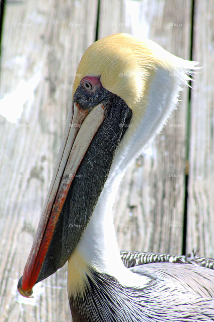 Pelican closeup