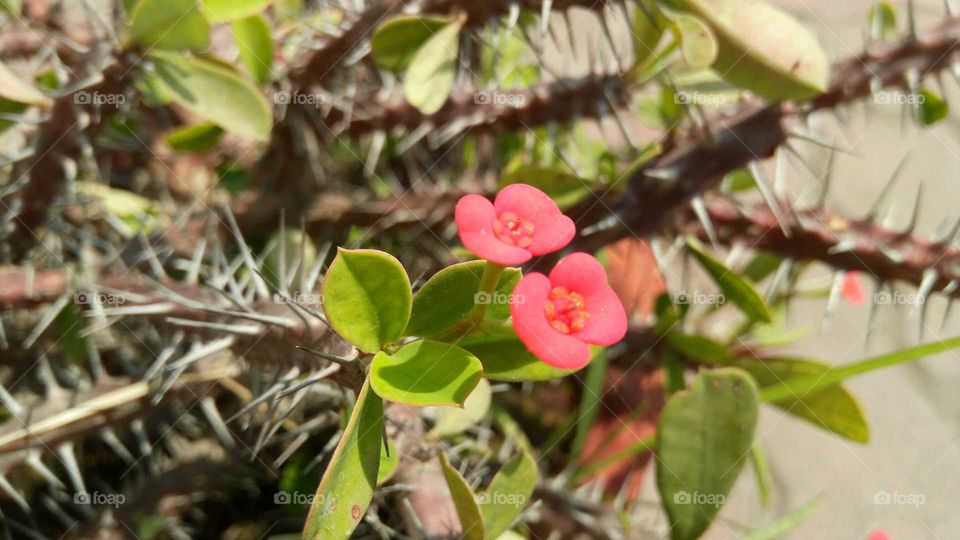 Pink flower of  Cactus
