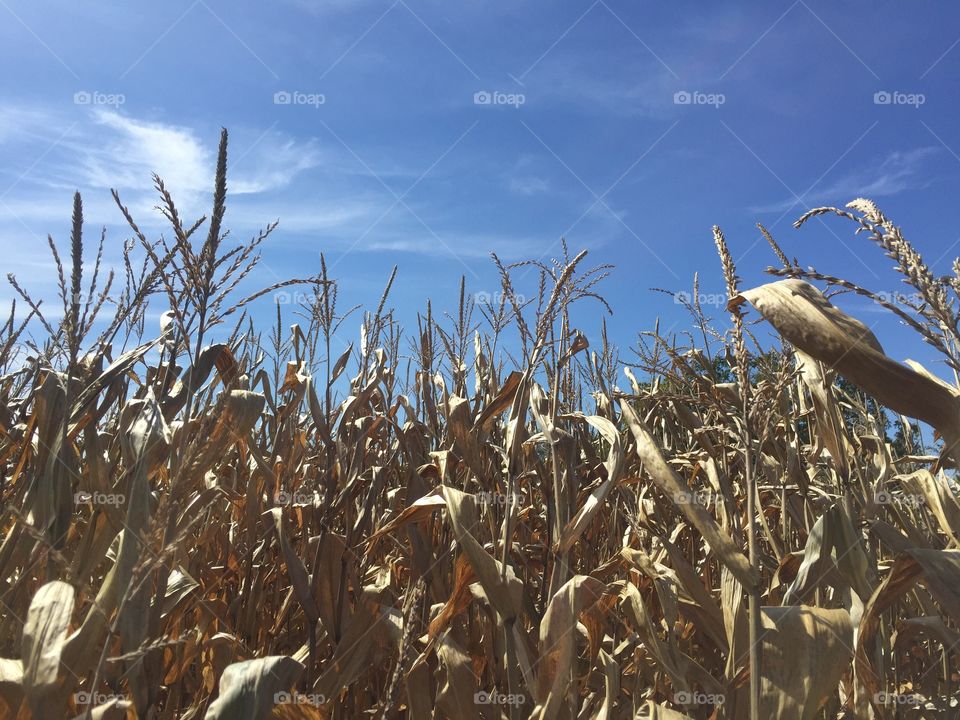 Indiana cornfield in the fall