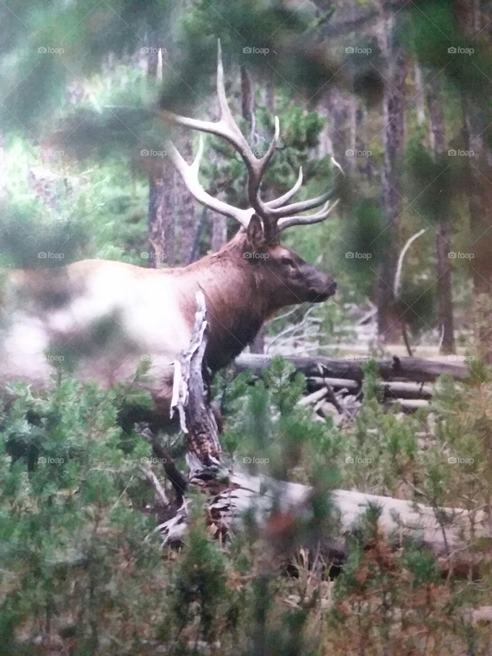 Elk In Woods