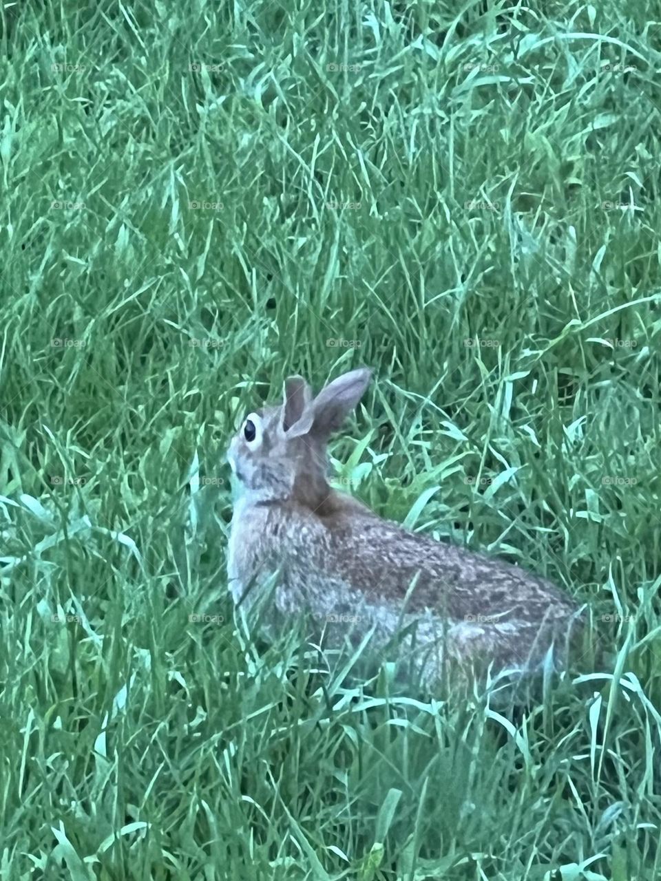 A rabbit being a rabbit
