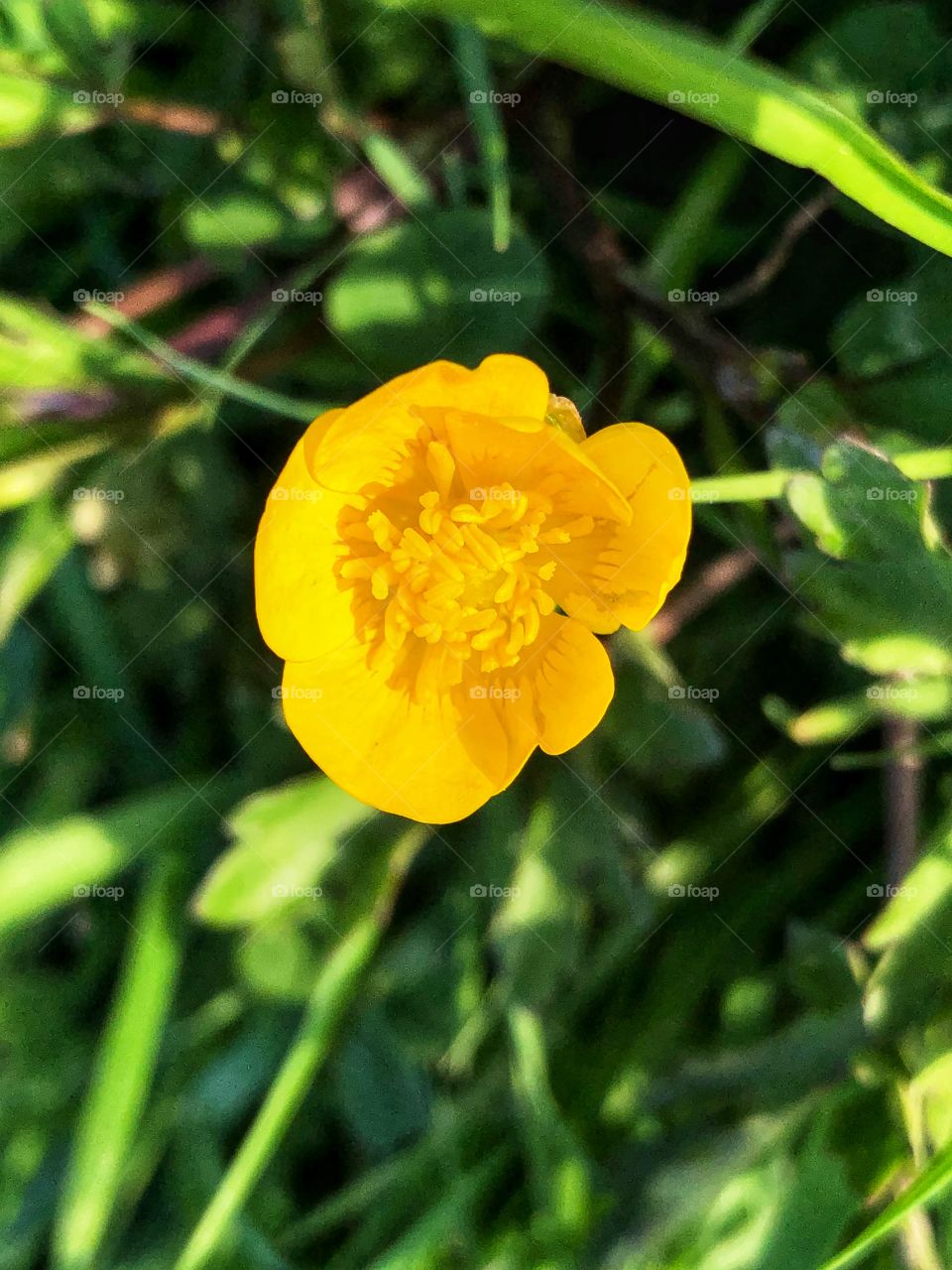Yellow flower 