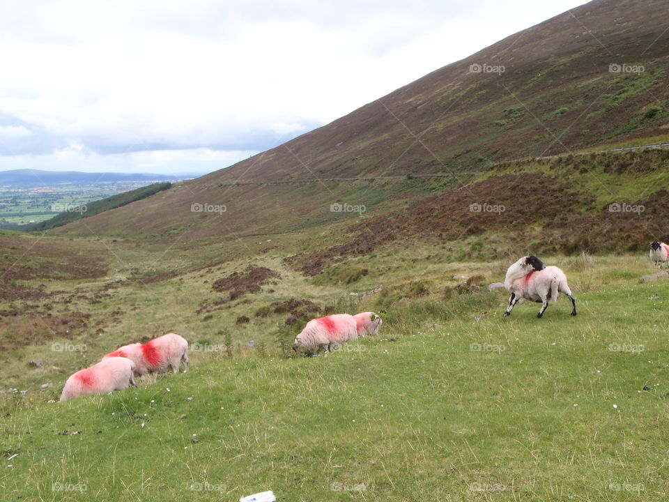 Farmers free sheep