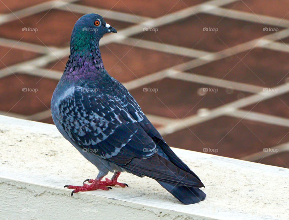 Bird photography - Dove - Perching