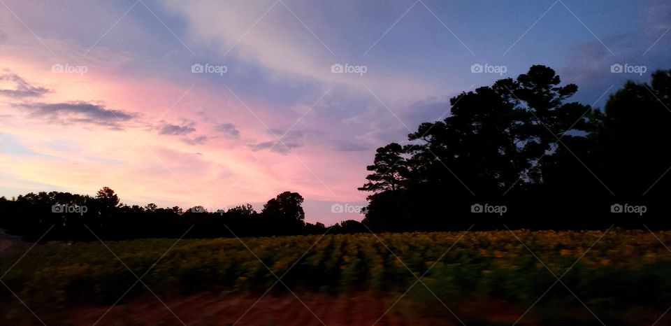 roadside sunflower field sunset