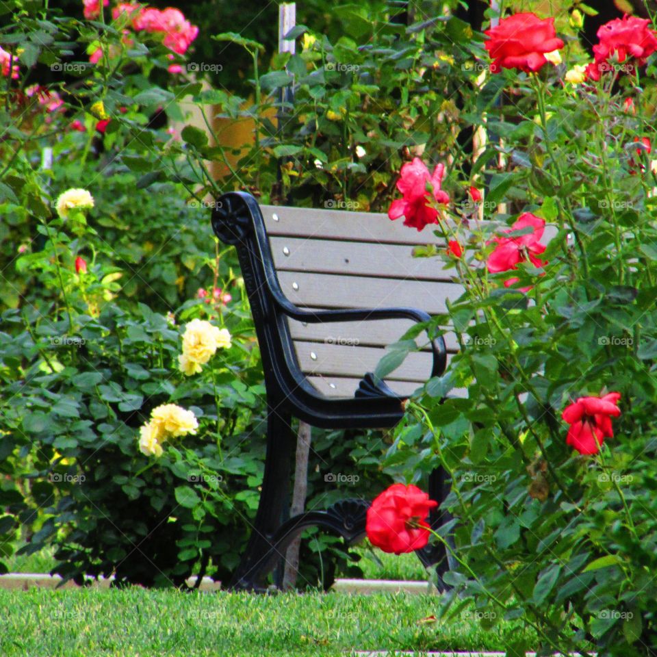 Flower, Garden, No Person, Leaf, Rose
