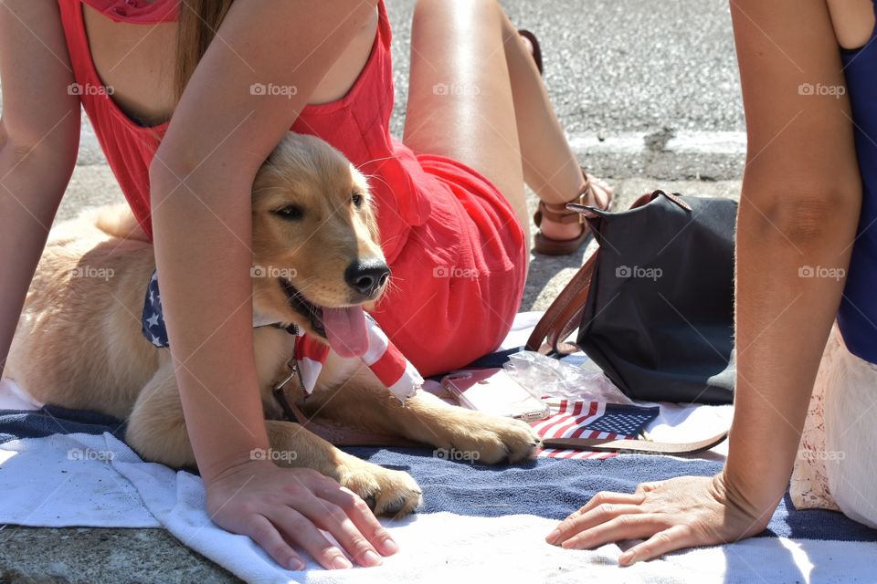 Cute golden retriever puppy enjoying Fourth of July celebration with its owners