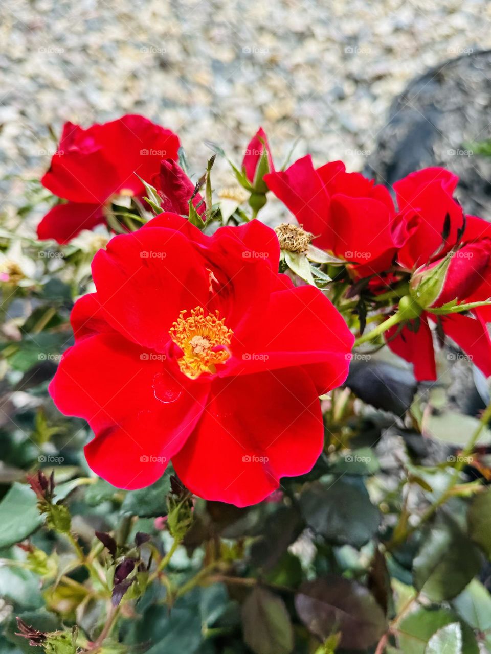 Roses bloom 