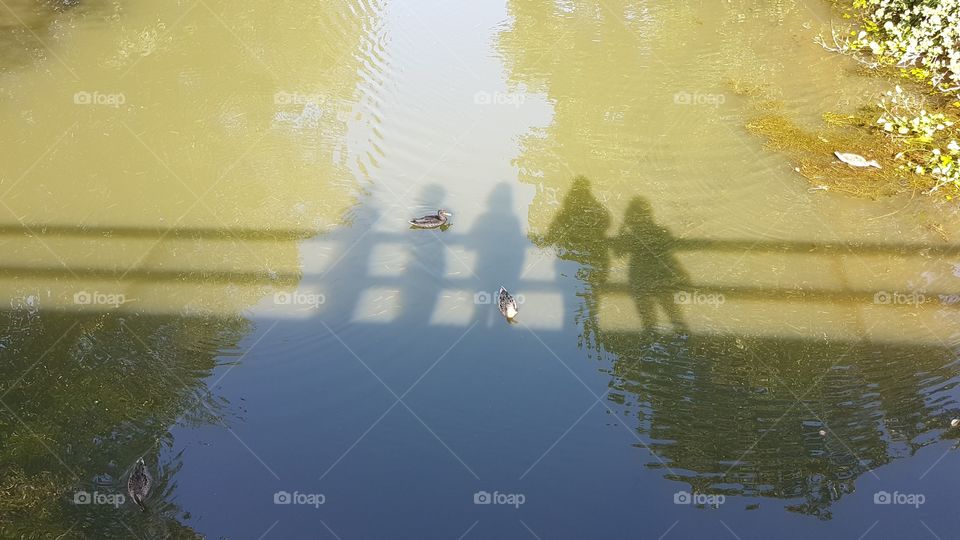 shadows in the water