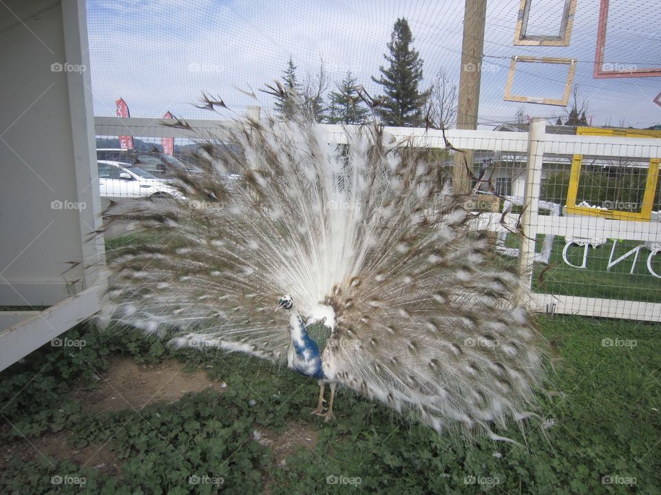 Peacock 