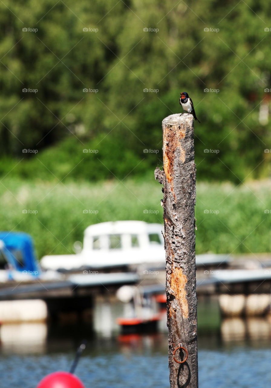 Swallow on look out