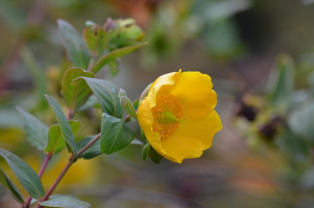 Yellow Flower
