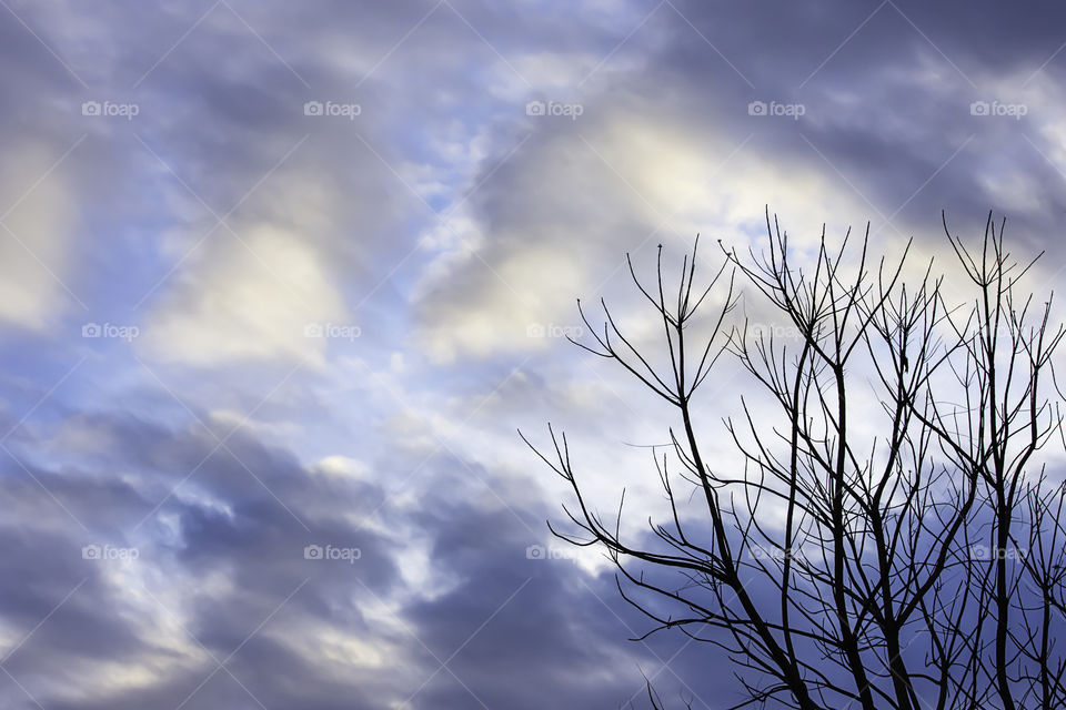 The beauty of the sky with clouds and tree.