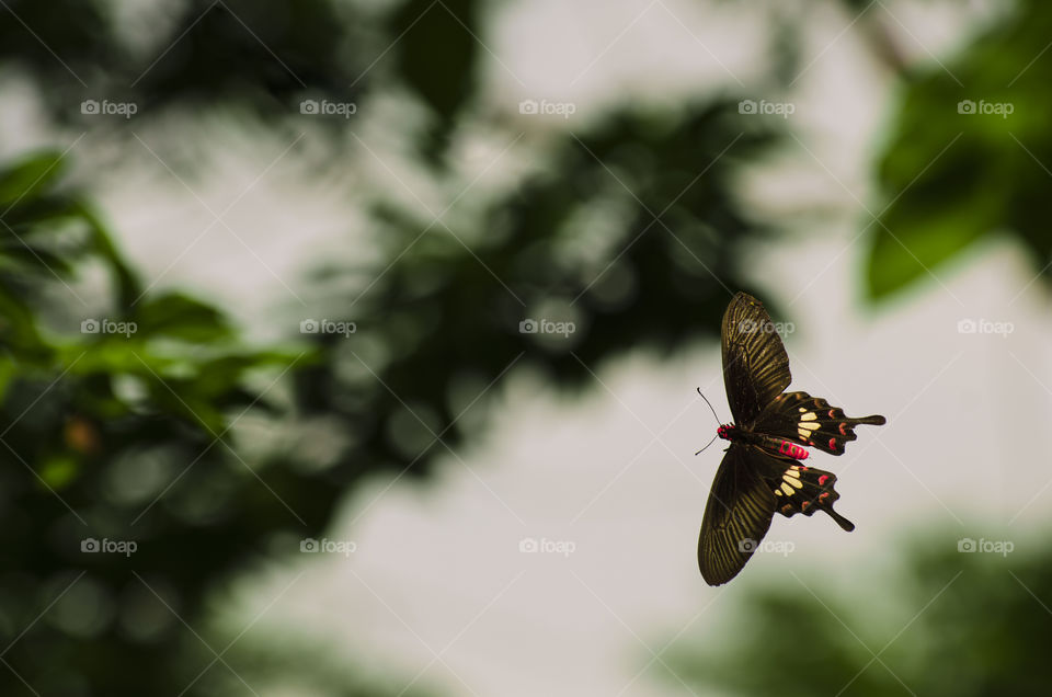 colourful butterfly fly away