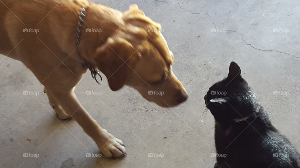 lab and cat greet eachother