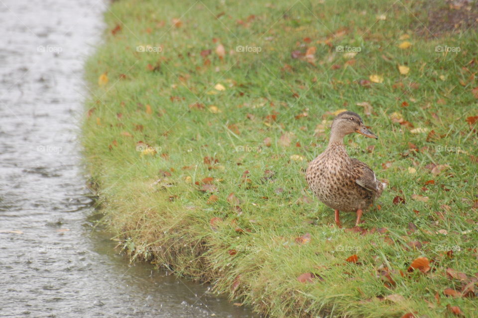 Water off a ducks back