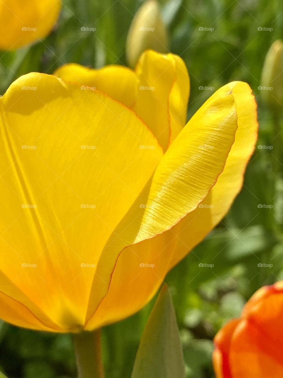 Close up of a bright yellow tulip
