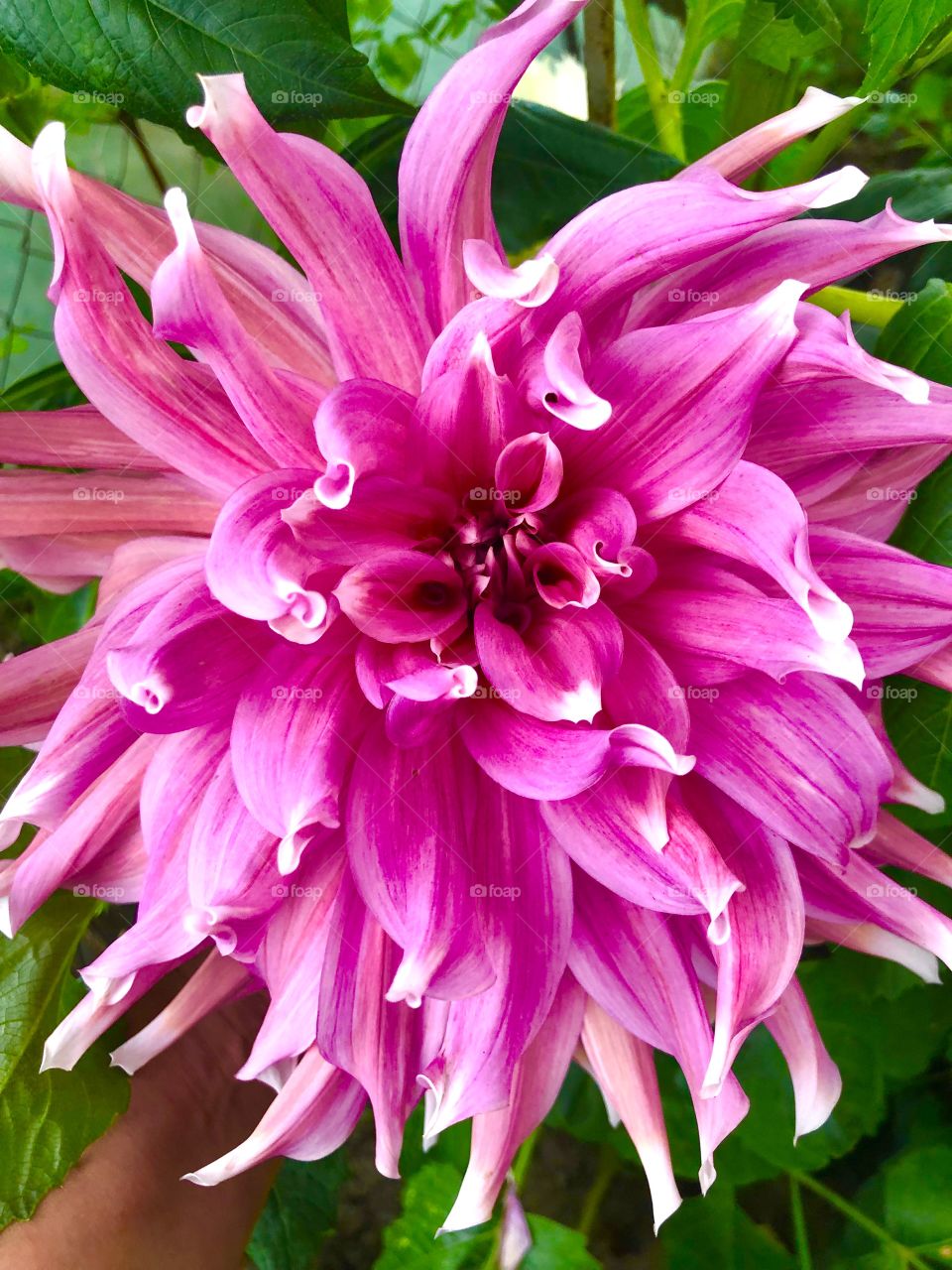 Dahlia 
