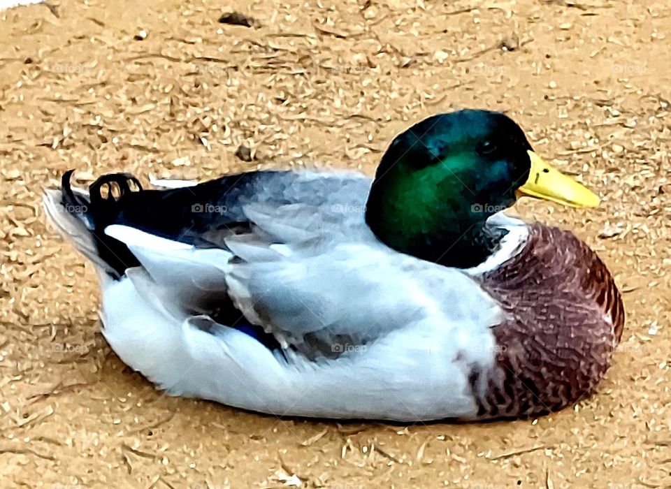 Lindo marreco com penas de cores variadas, tranquilo observa o pátio.
