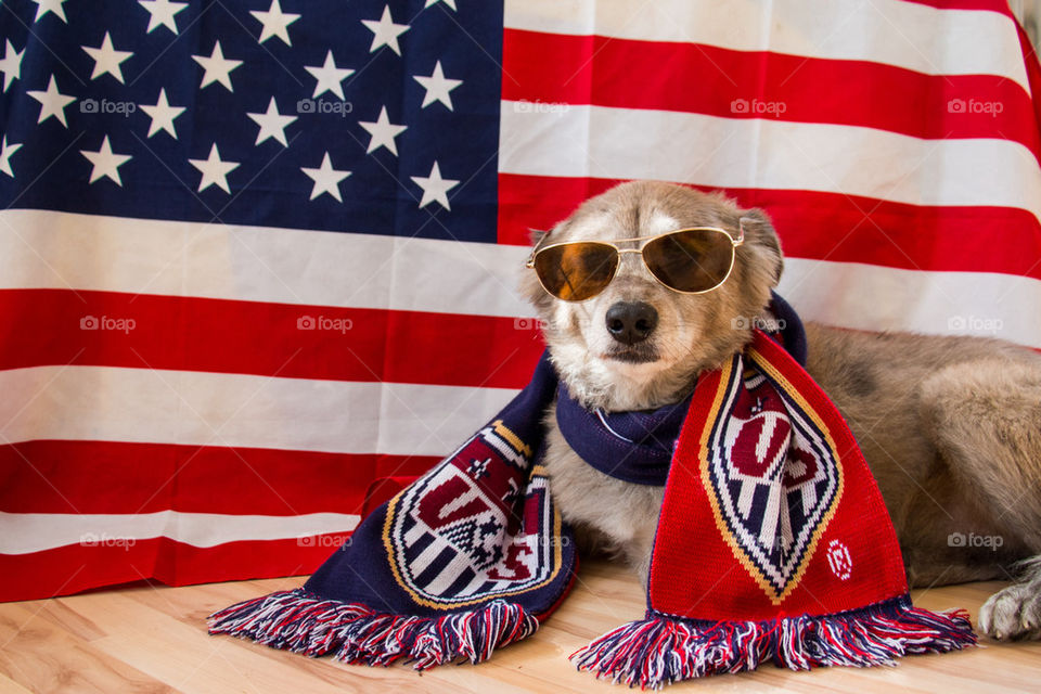 American fan dog