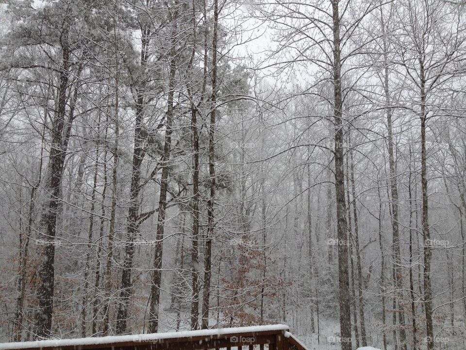 Snowy woods