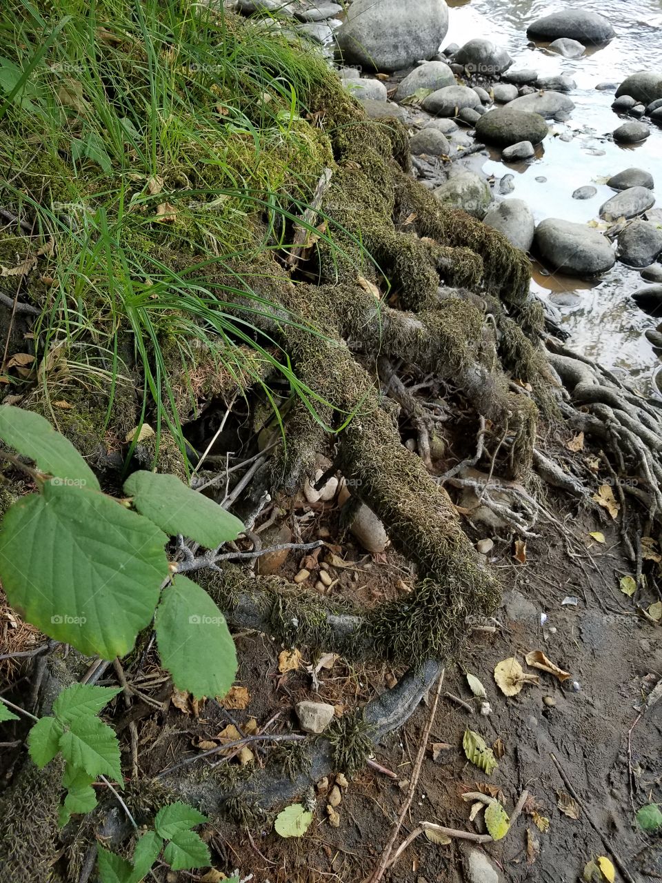 Moss covered roots