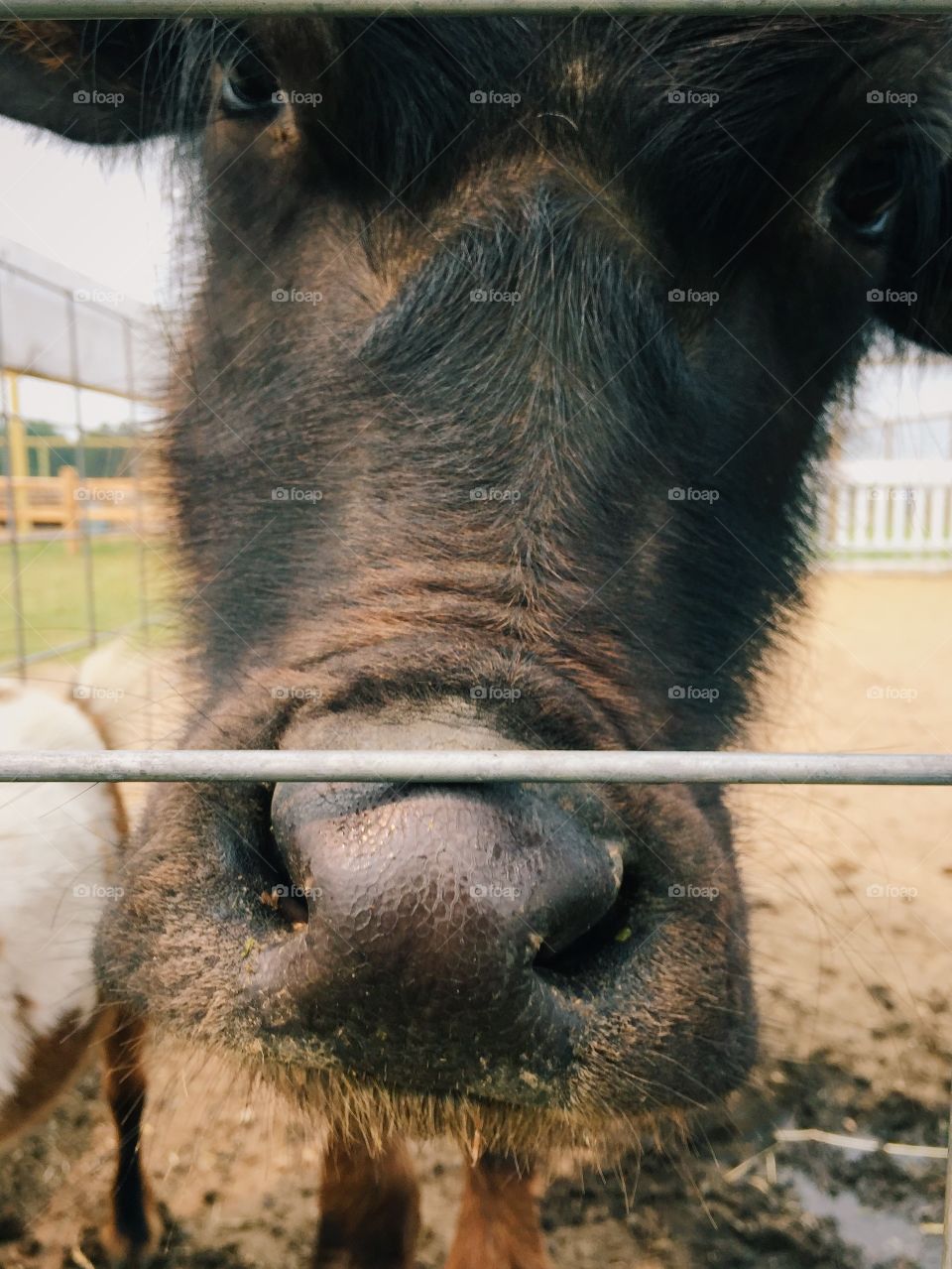 Snout of water buffalo at zoo