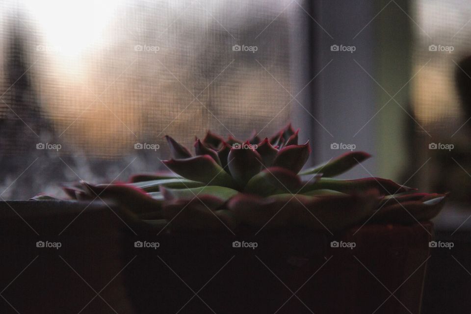 Cactus, Flower, No Person, Still Life, Dof