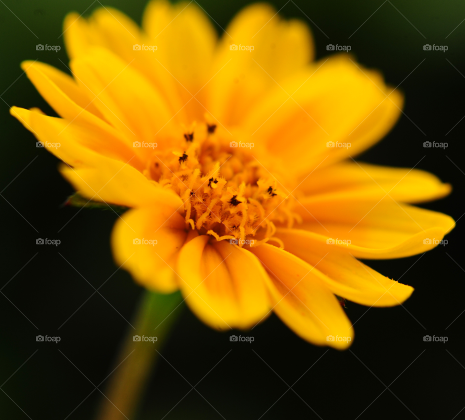 yellow flower macro by lightanddrawing