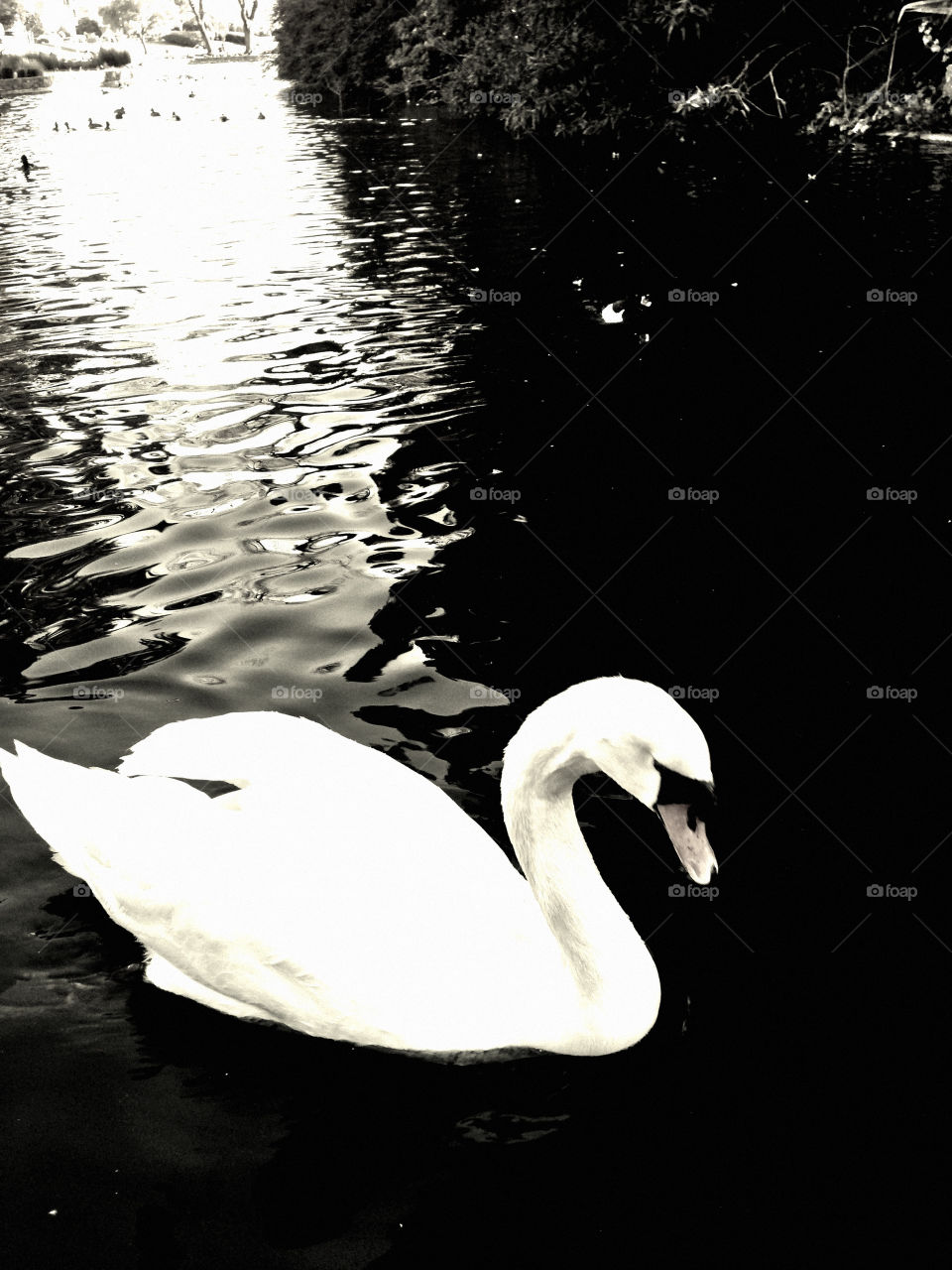 Swan