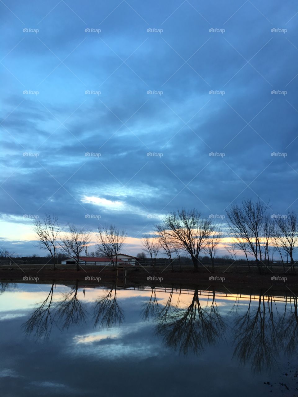 Bare tree reflected on lake