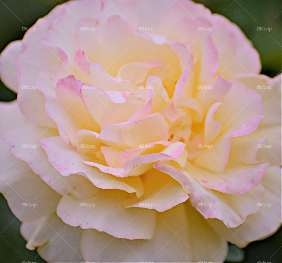 close up of a white rose with pink tips growing in the community garden. @friendsofeastsac #friendsofeastsac