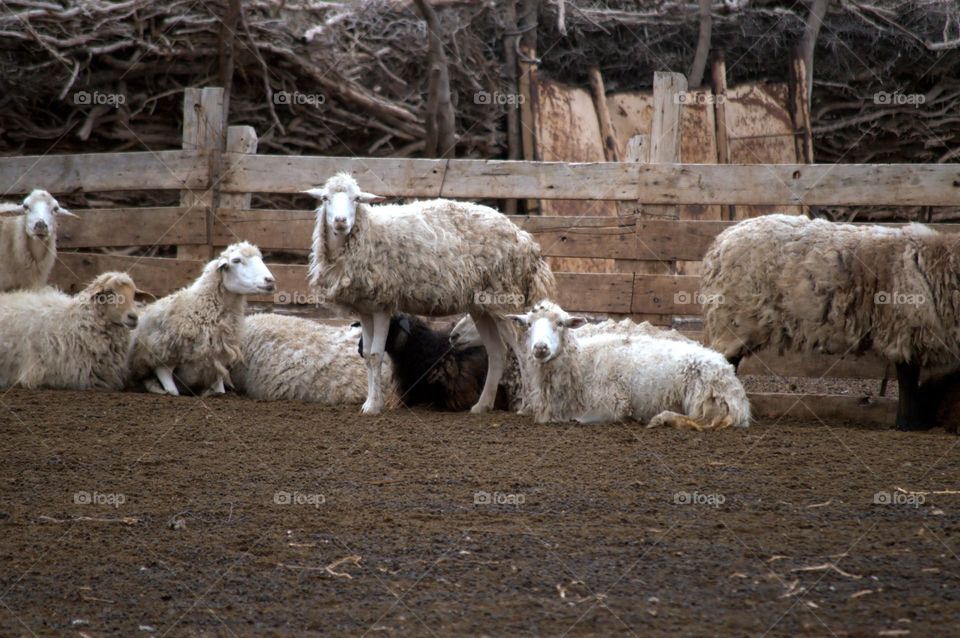 Ranch life  (sheep)